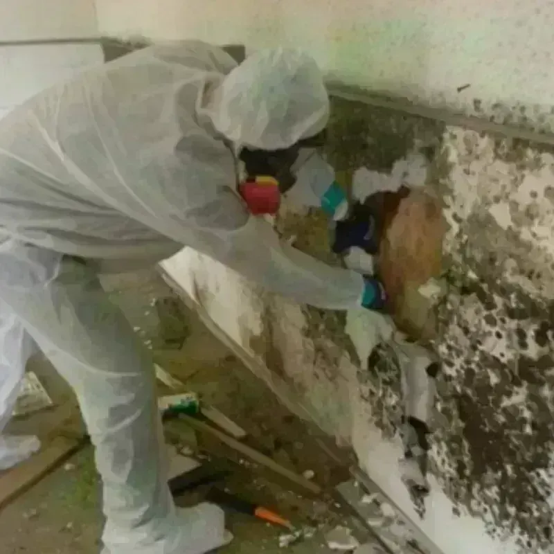 Mold Remediation and Removal in Lake Charles, LA